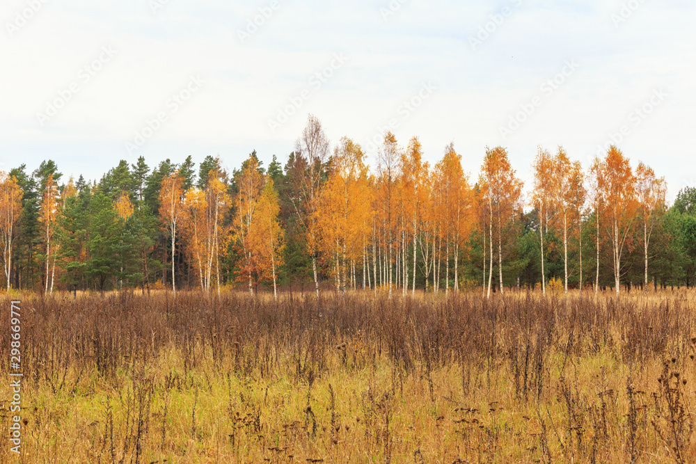 Autumn forest on a sunny day, background, golden autumn panoramic view