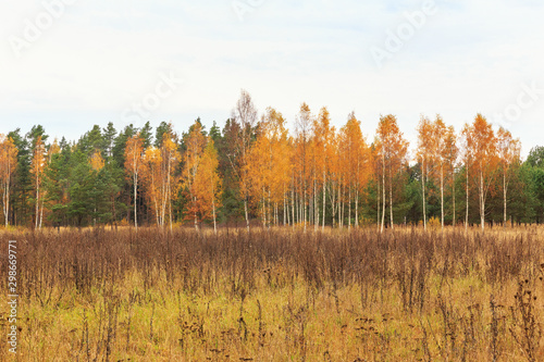 Autumn forest on a sunny day  background  golden autumn panoramic view