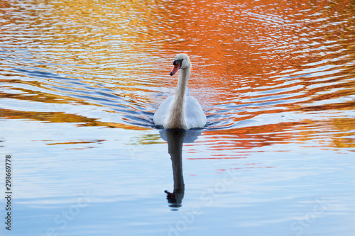 Swan in Autumn Lak