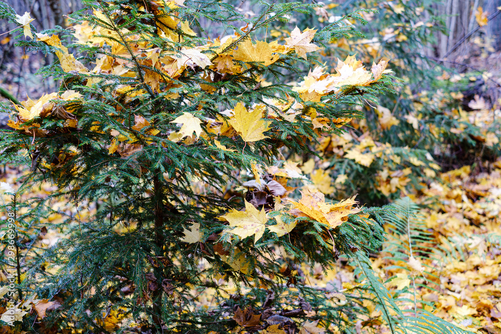 orange autumnal tree leaves on the branches in bushes orange autumnal tree leaves on the branches in bushes