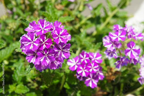 Verbena lanai purple star flowers 