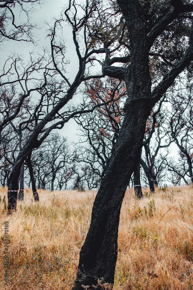 Fototapeta premium Famous cork oak trees in the autumn summer mountain nature. Burned trees after bush fire and destroyed nature. Serra de Monchique, Algarve in Portugal