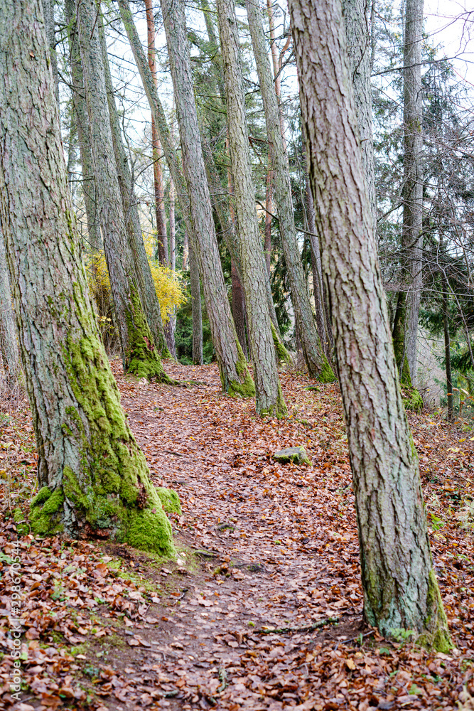 Obraz premium naked trees in autumn forest woth some orange leaves left