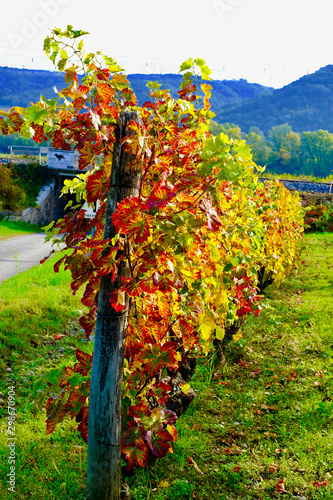 VIGNE AUTOMNE