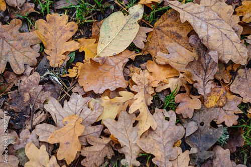 dark brown autumnal tree leaves on the ground