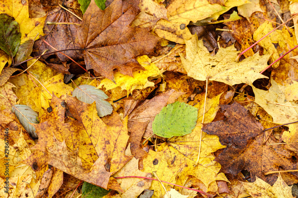 orange autumnal tree leaves on the ground