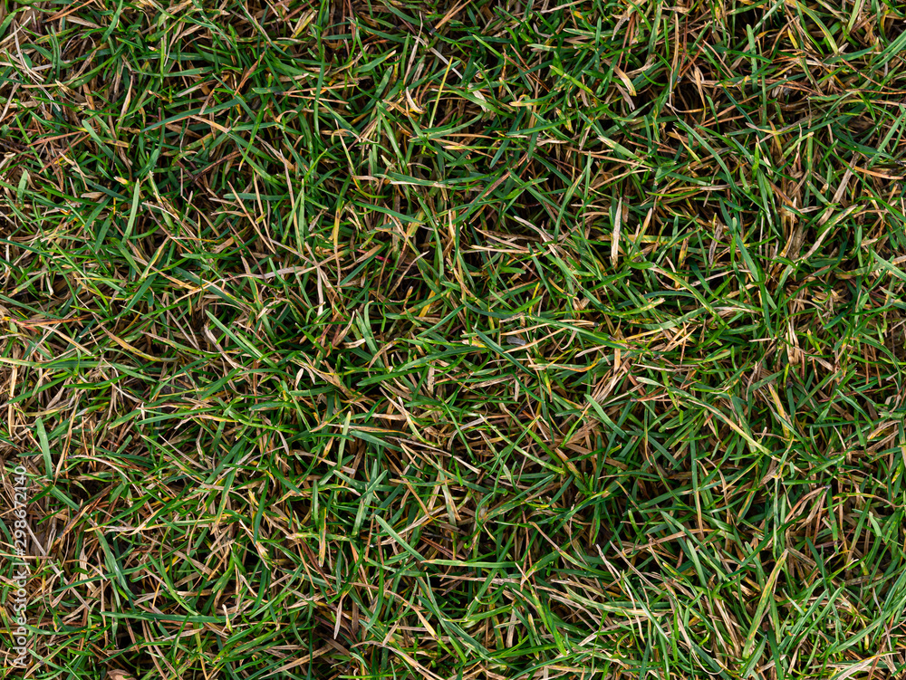 Autumn fading withered green and yellow grass natural background Autumn fading withered green and yellow grass natural background