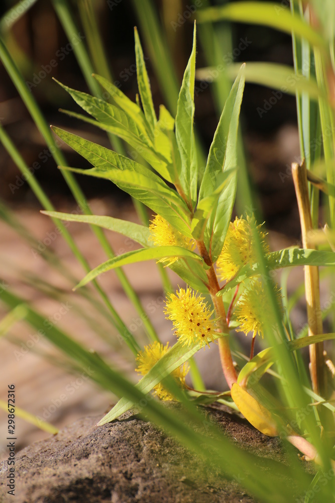 Obraz premium Lysimachia thyrsifolia, the tufted loosestrife, with flowers