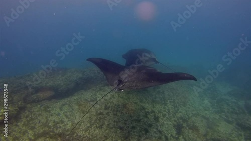 Rare Black Manta Ray & Graceful Large White Ray Together Circling & Swimming In Peaceful Blue Sea Water & Sunlit Sea Surface Playground. Joyful Manta Rays Close Up At Cleaning Station On Coral Reef photo