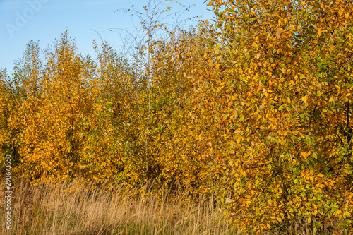 Autumn trees full of beautiful yellow leaves