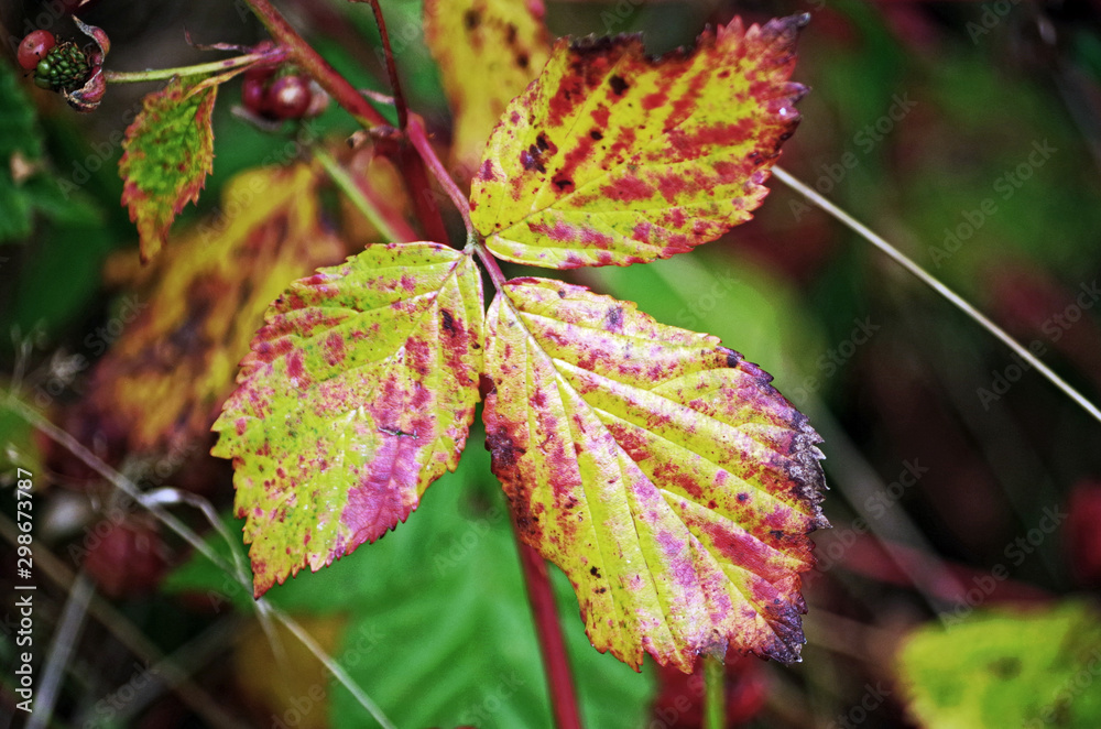 green, yellow and brown autumn leaves green, yellow and brown autumn leaves