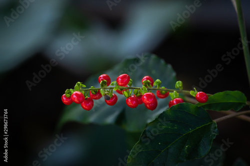 Macro shot of Blood berry or Coral Berry plant with dark toned. (This plant is toxic. Do not eat)