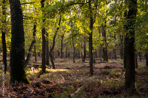 autumn forest