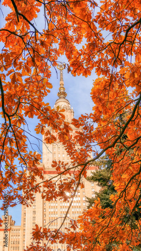 Oak tree in autumn campus of famous Russian university in sunny Moscow day photo