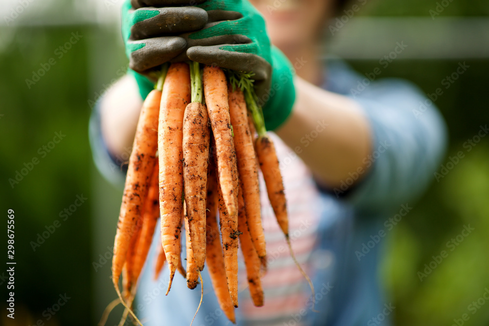 gardener with bunch of carrots in hand in garden - obrazy, fototapety, plakaty 