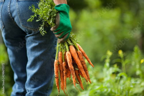 behind of gardener with bunch of carrots in hand photo