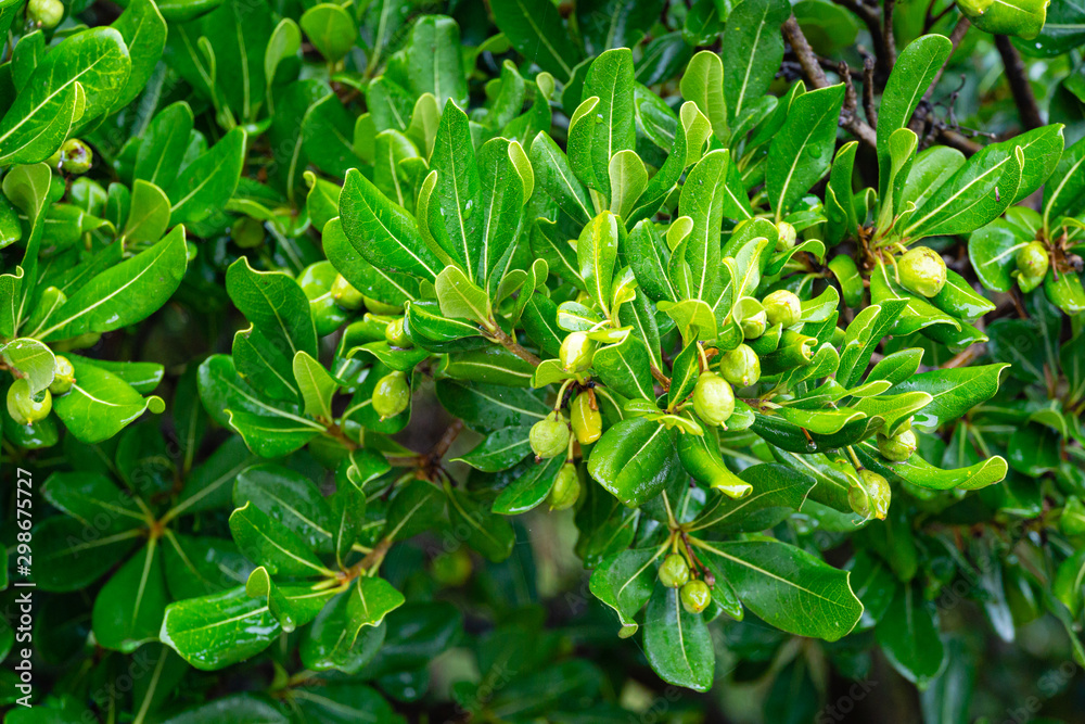 Green Leaves Of Pittosporum Tobira Australian Laurel Or Japanese Pittosporum Japanese