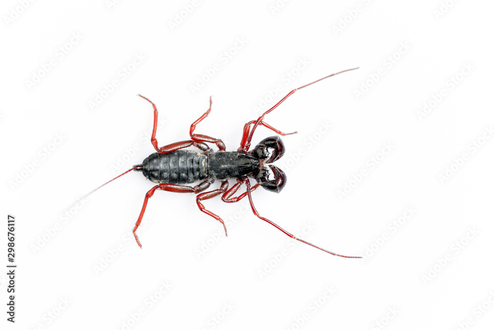 Whip Scorpion Isolated on White Background Whip Scorpion Isolated on White Background