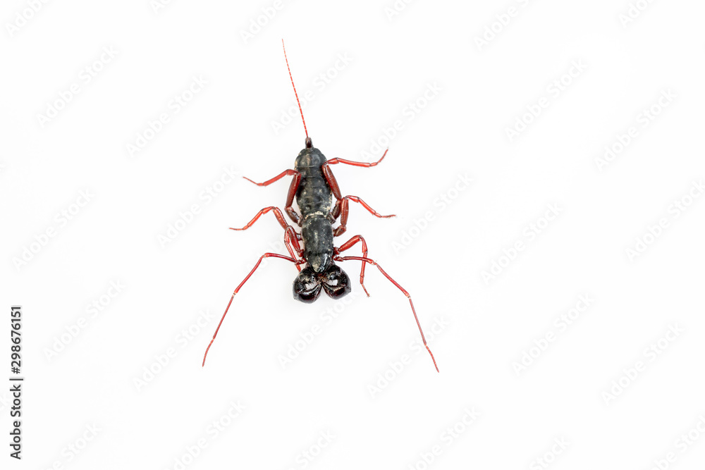 Whip Scorpion Isolated on White Background Whip Scorpion Isolated on White Background