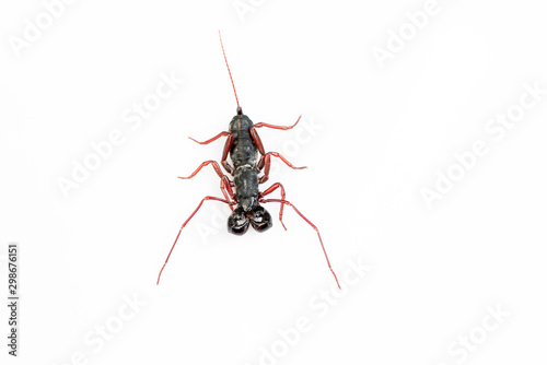 Whip Scorpion Isolated on White Background photo