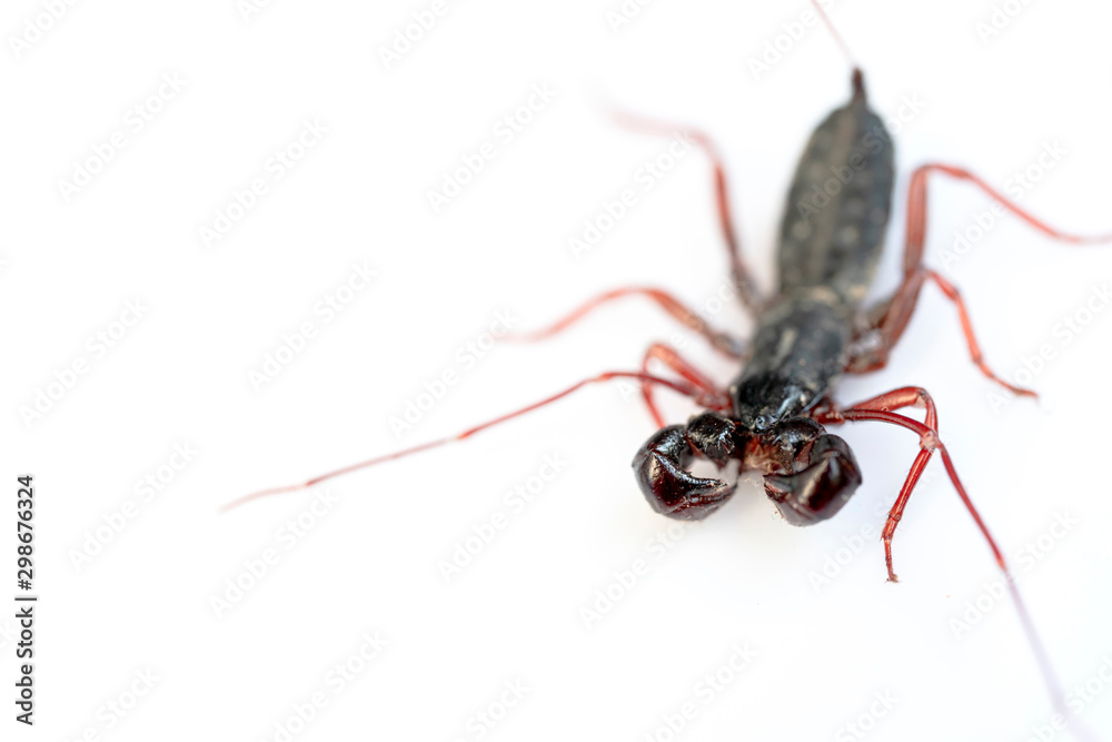 Whip Scorpion Isolated on White Background Whip Scorpion Isolated on White Background