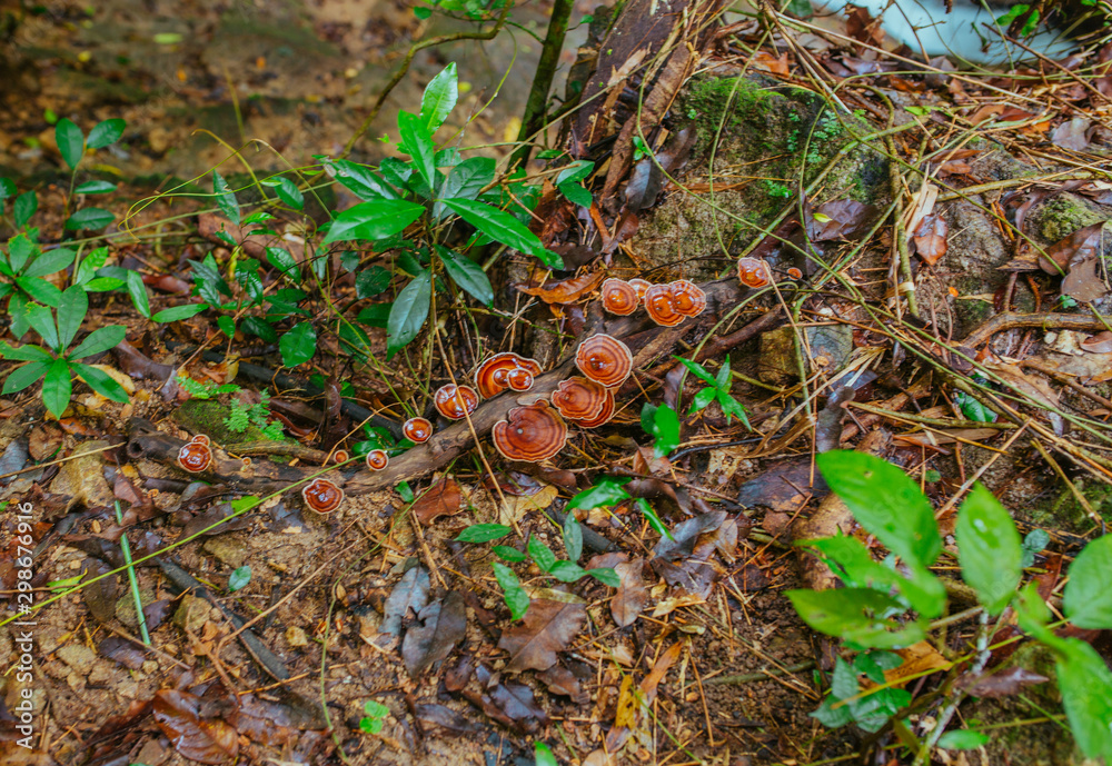Tropical Mushrooms on a rotting Tree in Thailand forest Tropical Mushrooms on a rotting Tree in Thailand forest