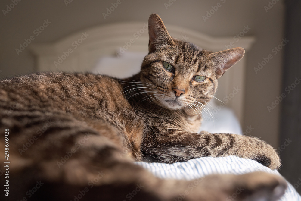 Domestic tabby cat resting on a bed in soft, morning window light