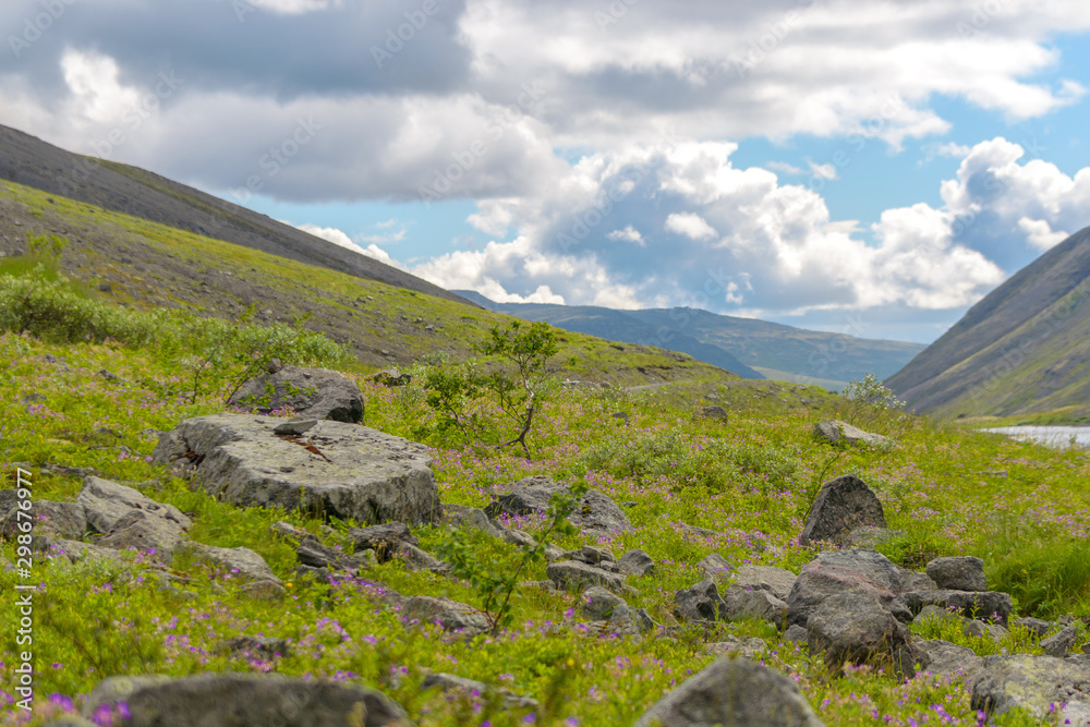 Mountain landscape with flowers. Hibiny mountains, Arctic circle, Kola peninsula, Murmansk region, Russia