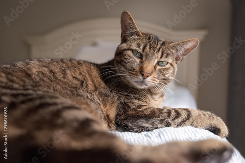 Domestic tabby cat resting on a bed in soft, morning window light