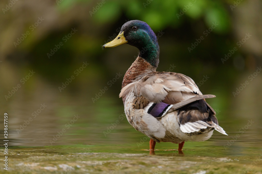 Side view of a Mallrd wading in shallow water Side view of a Mallrd wading in shallow water