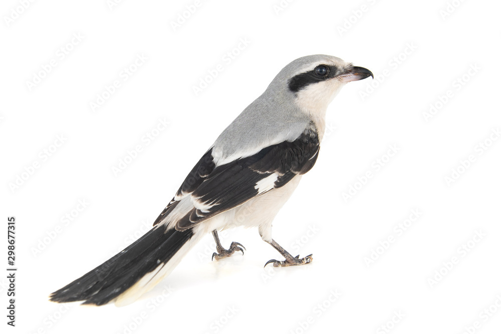 Northern Grey Shrike isolated on white background, Lanius excubitor Northern Grey Shrike isolated on white background, Lanius excubitor