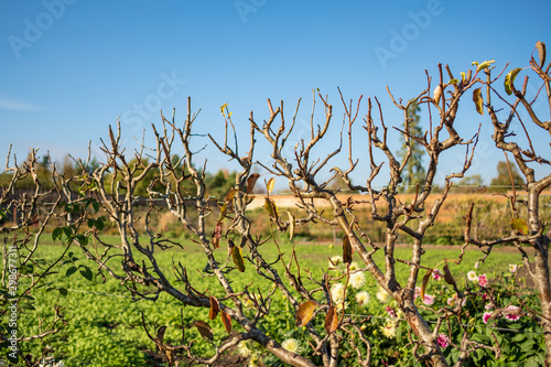 Close-up of a recently pruned hedge showing the empty branches, due to autumn season. The background shows a large lawned area and old brick wall in the background. photo