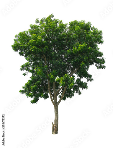 Azadirachta indica Tree isolated on white background with clipping path