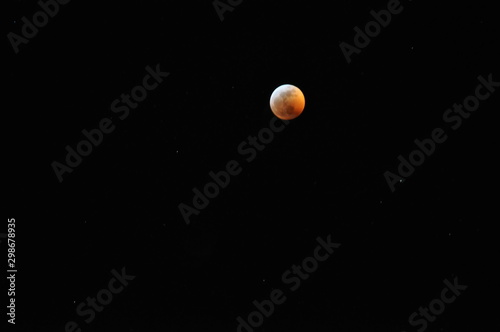 Fototapeta Naklejka Na Ścianę i Meble -  Wolf Moon