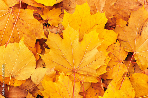Autumn background of golden maple leaves on a ground.