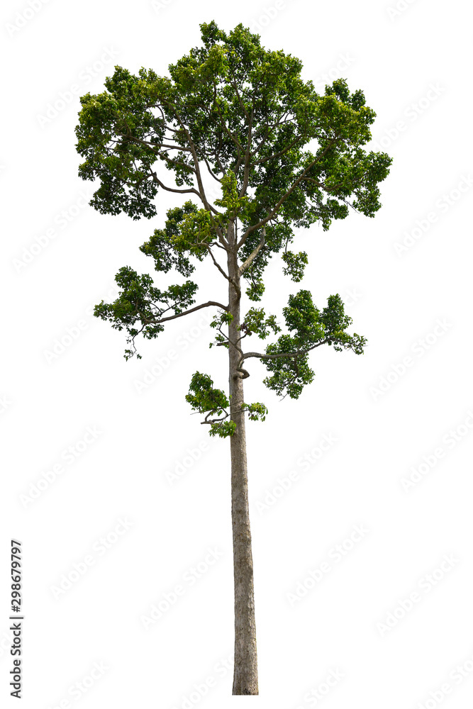Dipterocarpus alatus tree isolated on white background with clipping path. Dipterocarpus alatus tree isolated on white background with clipping path.
