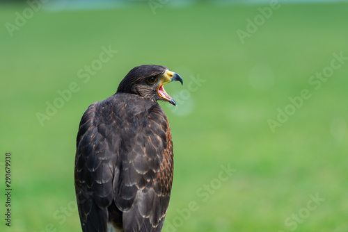 bird of prey (Harris Hawk) © picarts.de