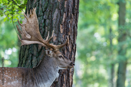 Deer in front of a tree