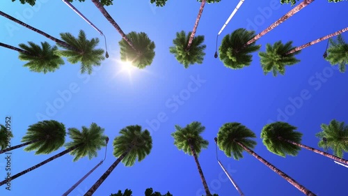 Movement under palm trees, sun. Beverly Hills.