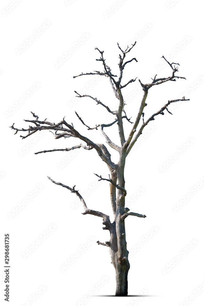 Fototapeta premium Dead tree in nature on a white background
