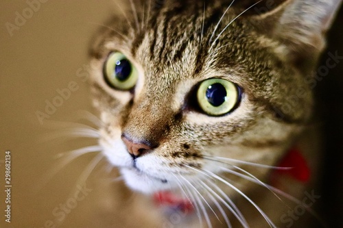 Фотография portrait of a cat