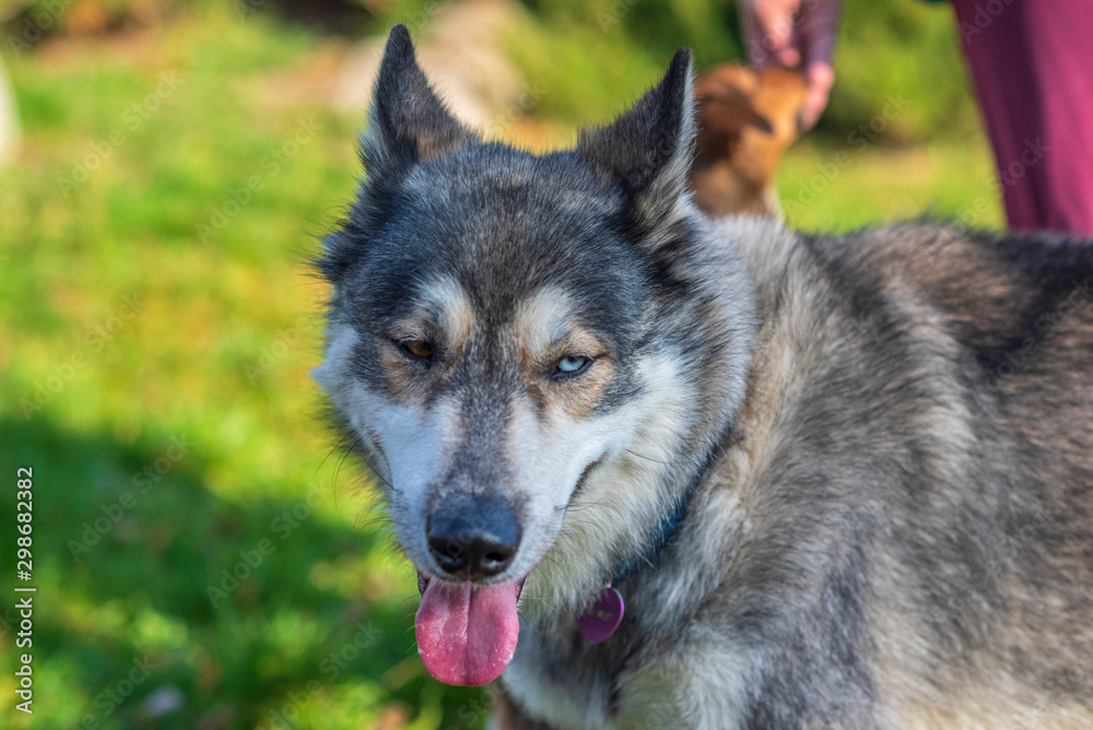 Husky portrait in autumn park close up. Husky portrait in autumn park close up.