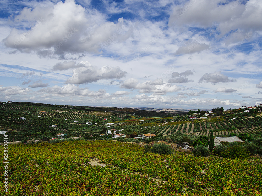 Paisaje de olivos andalucía españa Europa paisaje rural