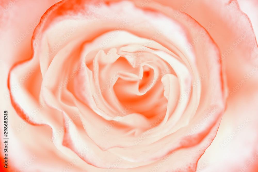 Coral rose close-up. Flower. Selective focus. Soft coral rose color.