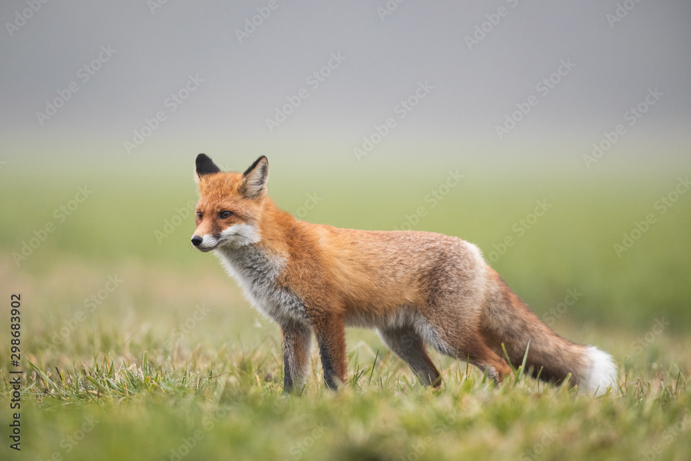 Mammals - European Red Fox (Vulpes vulpes)