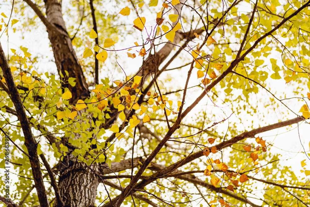 Obraz premium Beautiful background of golden leaves of autumn in the trees with sunlight behind