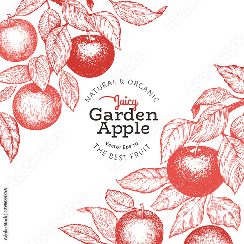 Apple branch design template. Hand drawn vector garden fruit illustration. Engraved style fruit retro botanical banner.