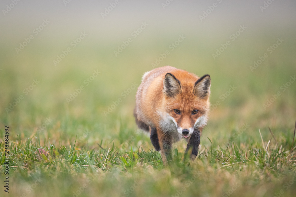 Mammals - European Red Fox (Vulpes vulpes) Mammals - European Red Fox (Vulpes vulpes)