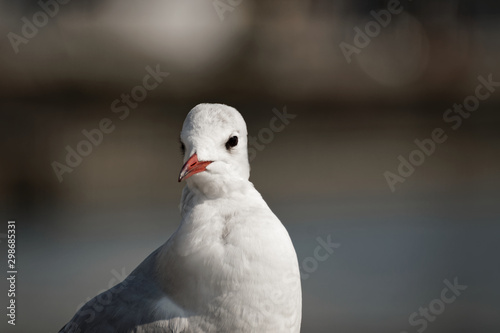 closeup black-headed gull against blurred background