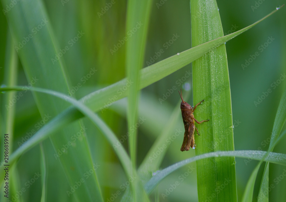 green frog on leaf